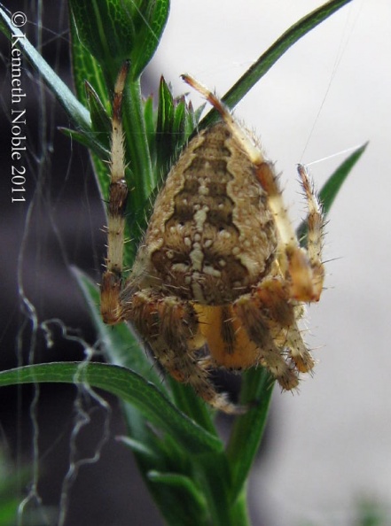 Araneus diadematus ex IMG_5745 _800_.JPG